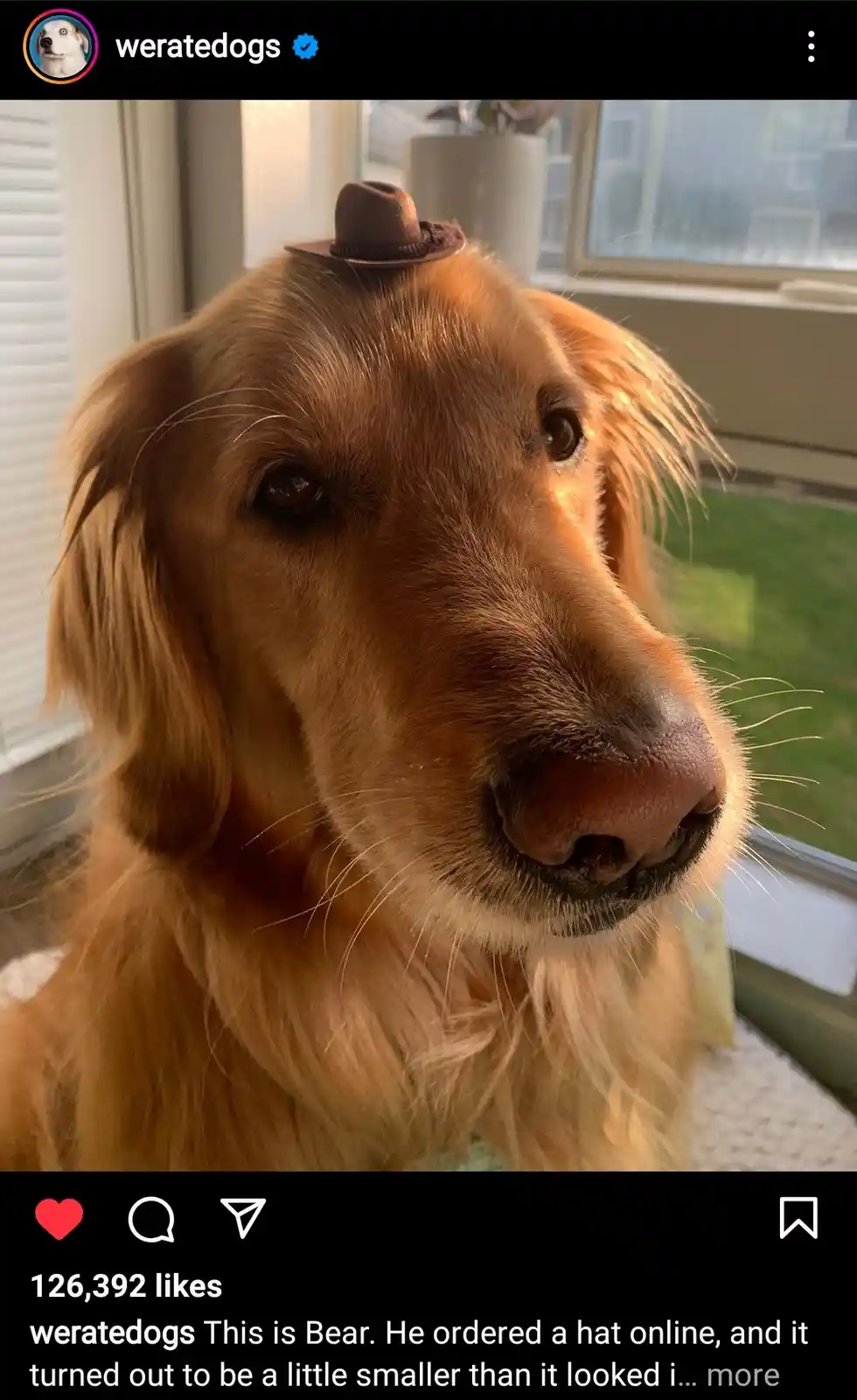 A close-up photo of a golden retriever named Bear wearing a tiny brown cowboy hat perched precariously on his head. The dog…