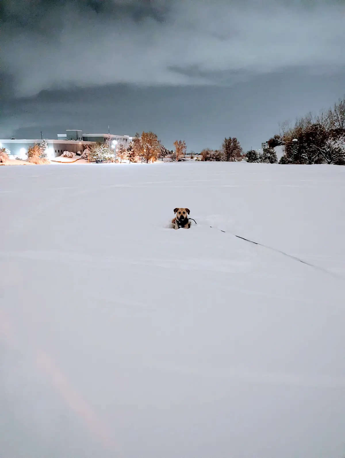 A tan dog with floppy ears is partially buried in deep snow, looking directly at the camera with a leash trailing behind it…