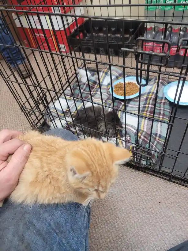 A person holds a fluffy orange kitten in their lap while looking toward a black wire cage containing another dark-furred…