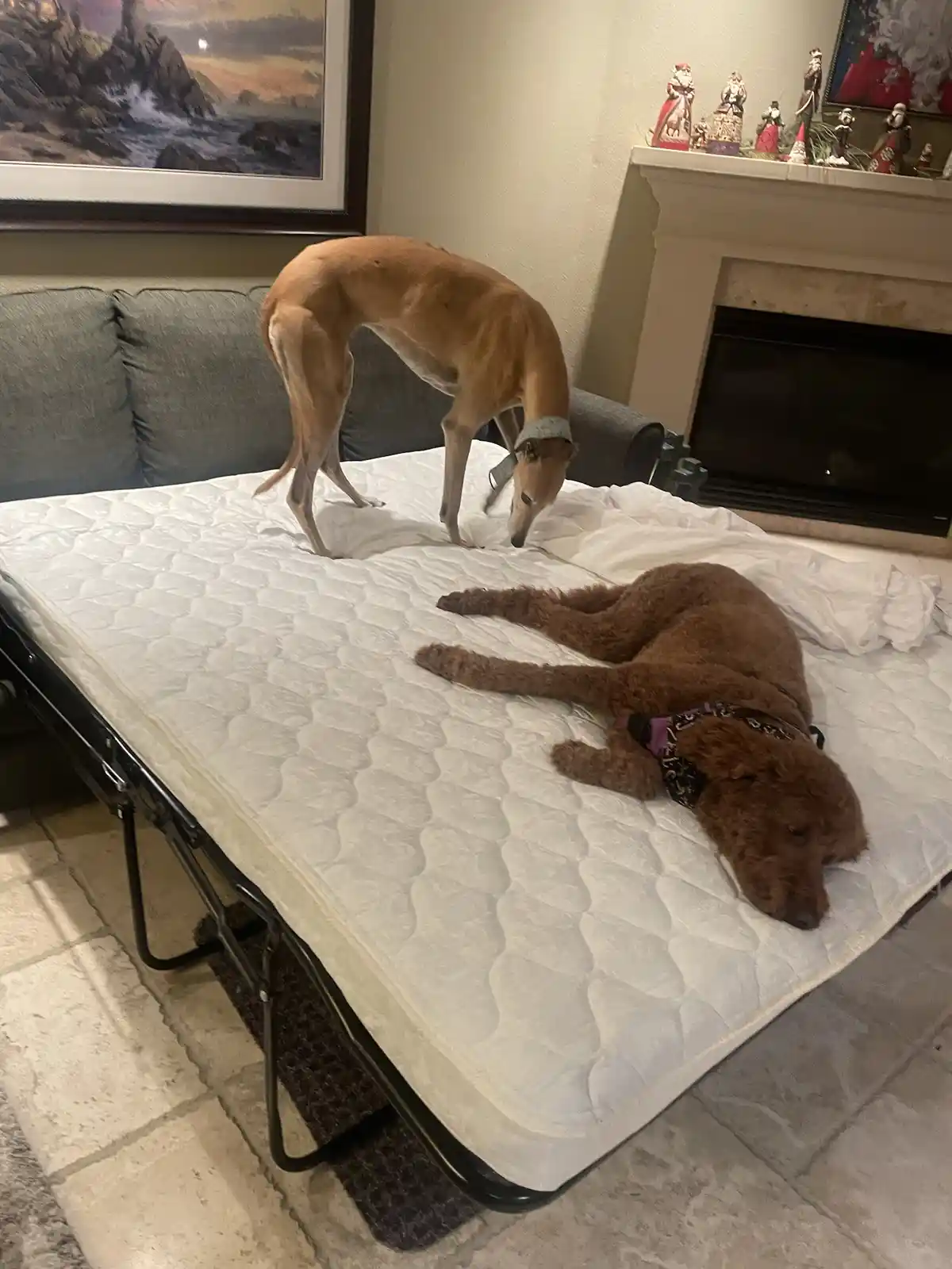 Two dogs are on a mattress on the floor: a slender tan greyhound stands alertly sniffing the surface while a fluffy brown…