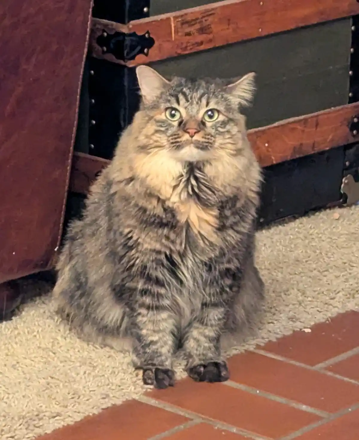 A fluffy, long-haired tabby cat with wide, startled green eyes sits upright on a beige rug next to red tiled flooring…