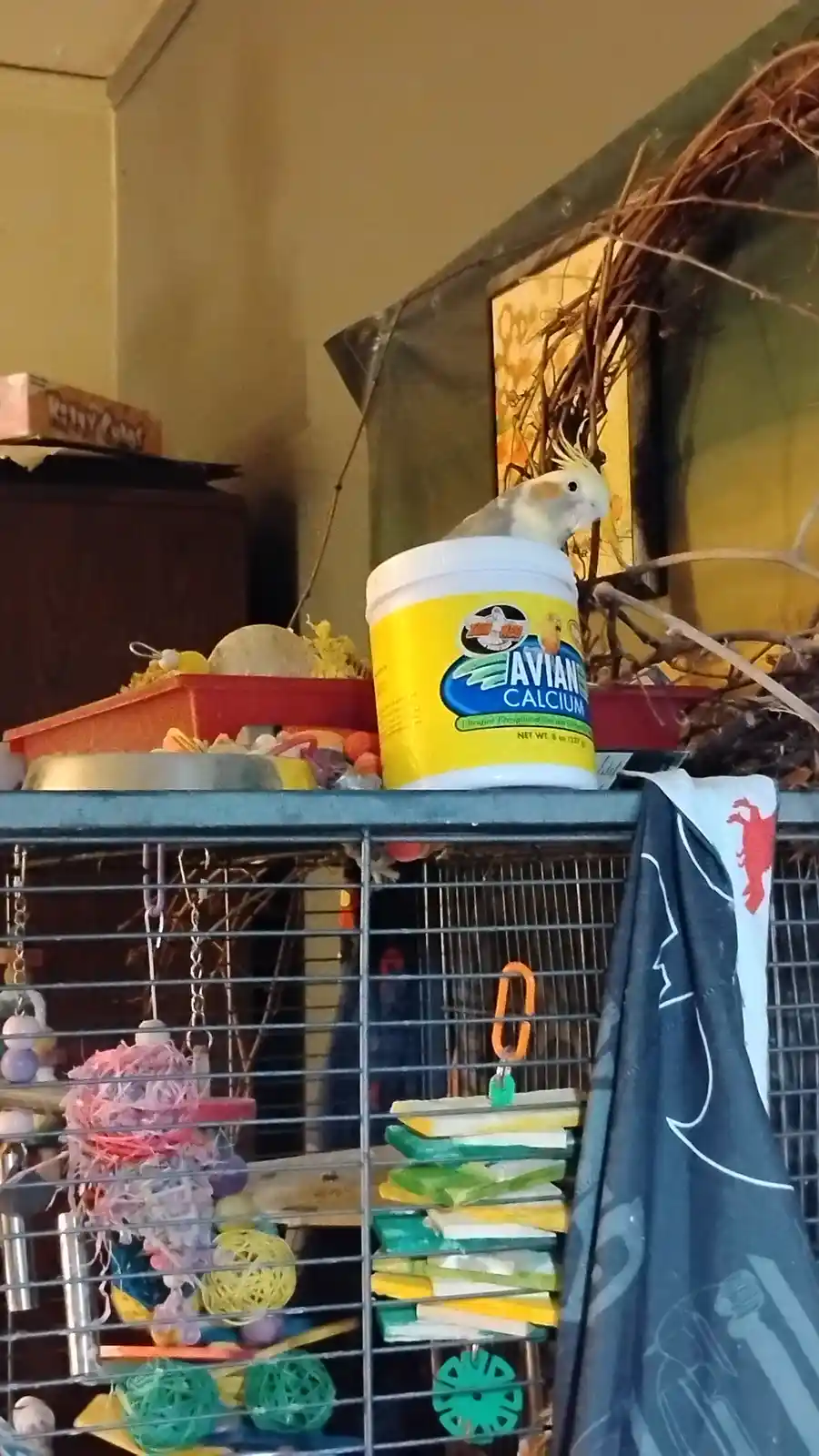 A cockatiel perches atop a yellow container labeled 'AVIAN CALCIUM' on the top bar of a birdcage filled with colorful toys…