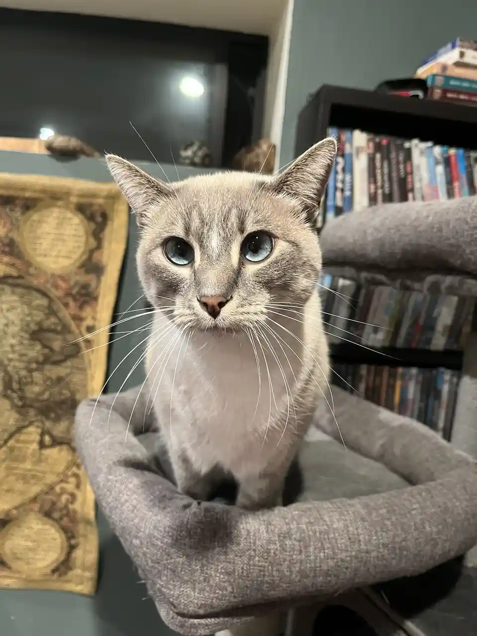 Daily Cat Chronicles: Meet Ivy on Day 351