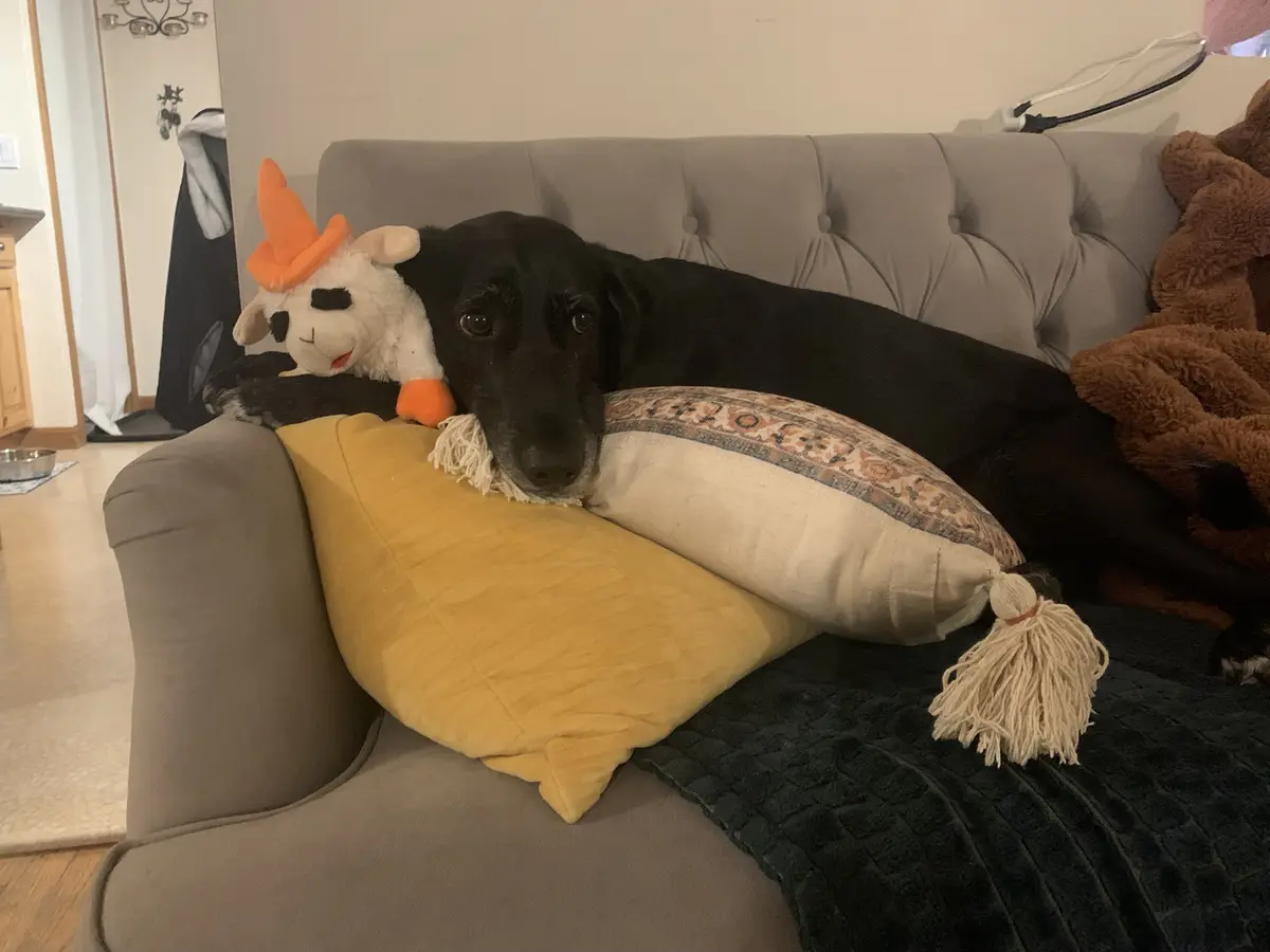 A black dog lies on a gray couch, resting its head on a yellow pillow and a patterned pillow with tassels. Beside the dog is…