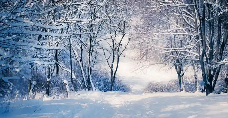 A serene winter forest scene with snow-covered trees and a path winding through the woods, overlaid with the text 'i'm not…