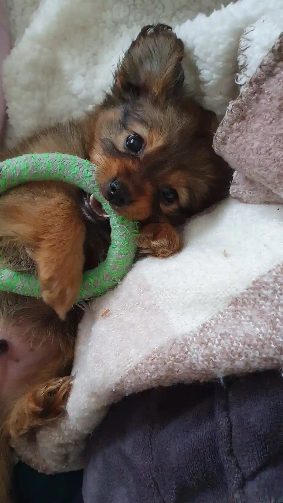 A small brown puppy with large dark eyes lies on its back on a fluffy white and pink blanket, holding a green and gray rope…