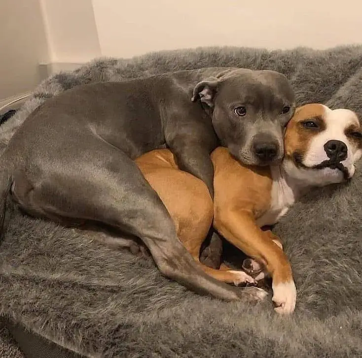 Two dogs are curled up together on a gray fluffy bed; a gray dog is lying over a tan and white dog, which has a smug…
