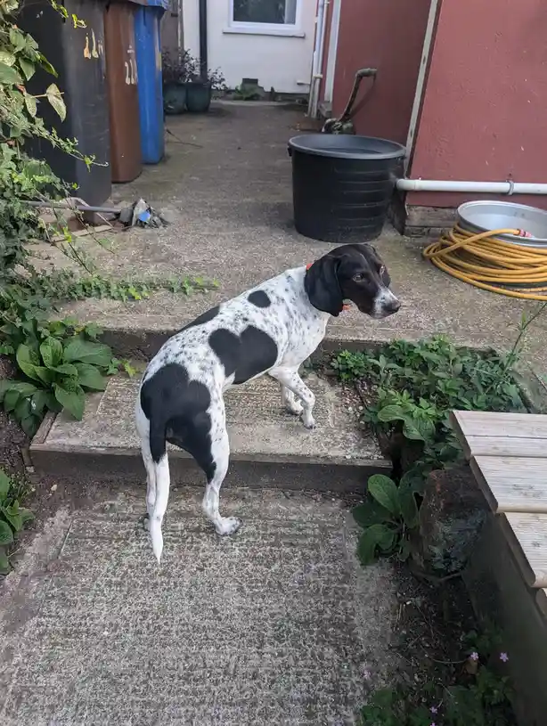 A black and white spotted dog with floppy ears stands on a concrete step in a backyard, looking away from the camera. The…