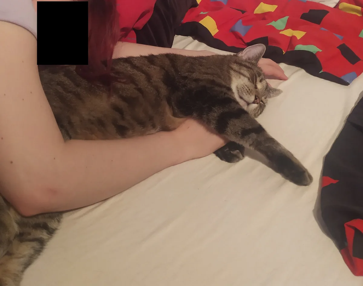 A tabby cat is sleeping soundly on a person's arm while lying on a bed with white sheets and a colorful red blanket. The…
