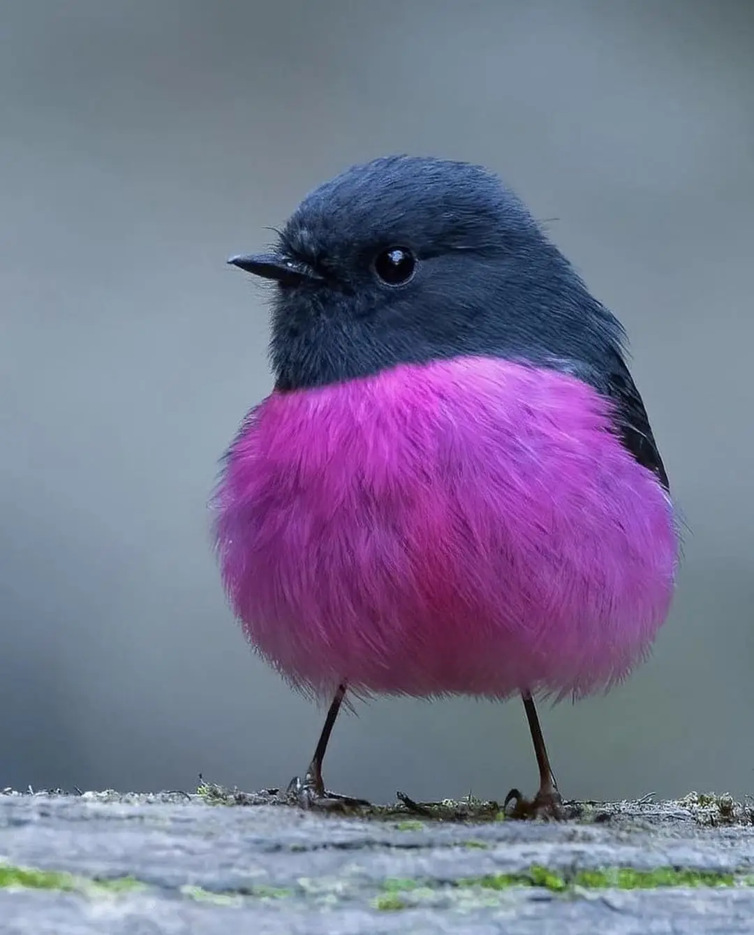 A small bird with a dark grey head and back, and a vibrant, fluffy pink chest, stands on a mossy surface. The bird has a…