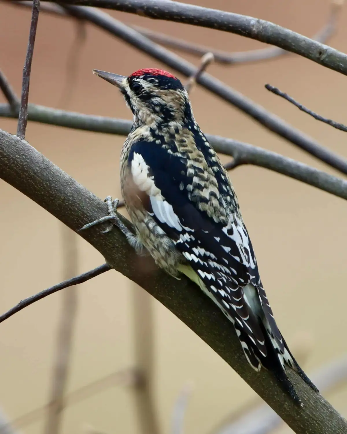 A close-up photograph of a woodpecker with a red crown, black and white speckled feathers, and a sharp beak perched on a…