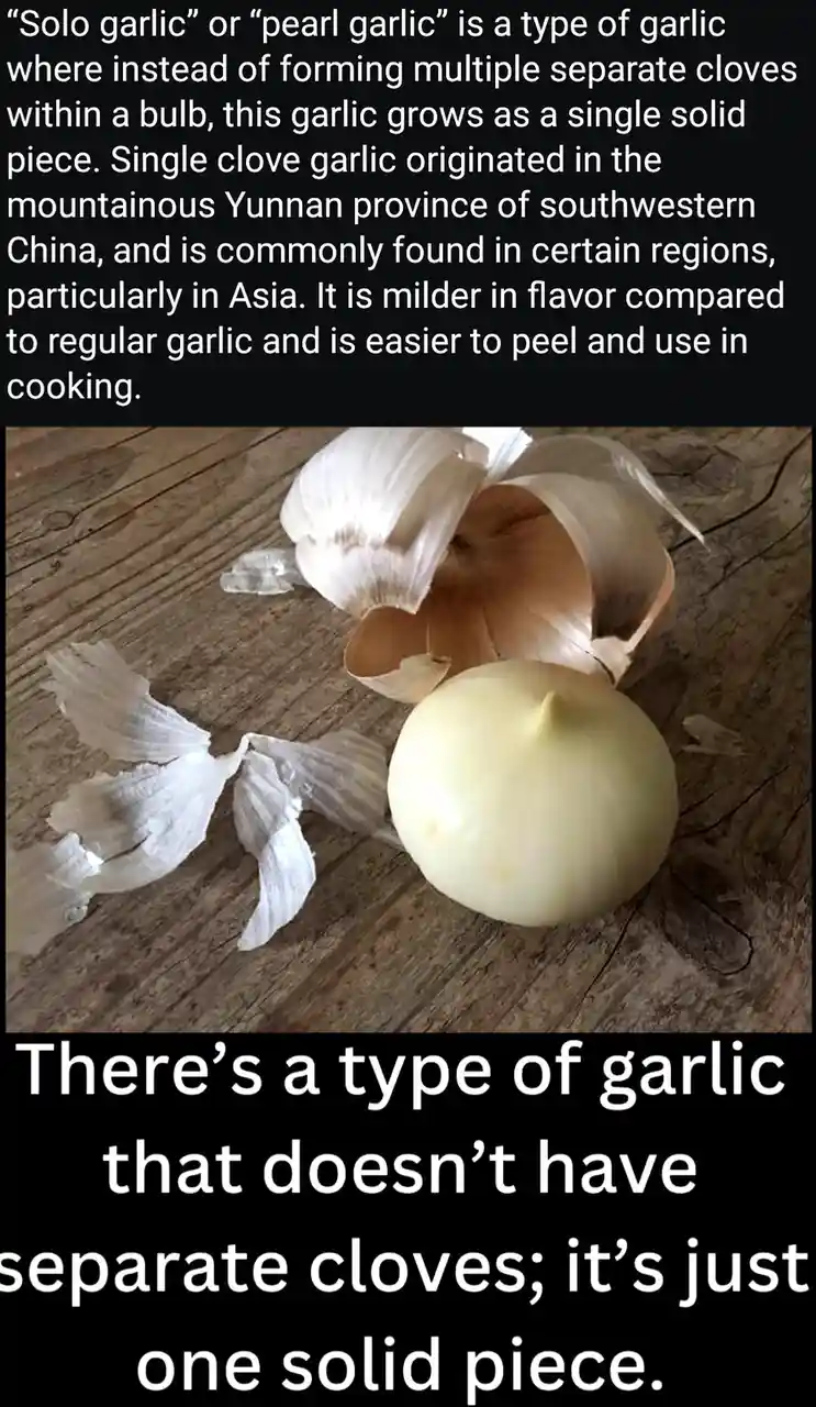 The image displays a single, solid piece of garlic, known as 'solo garlic' or 'pearl garlic,' lying on a wooden surface next…