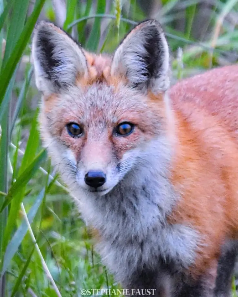 The Charming Fox: Nature's Enigmatic Beauty
