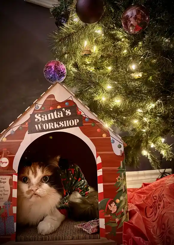 A fluffy calico cat wearing a green holiday-themed outfit sits inside a red and white cardboard playhouse labeled 'Santa's…