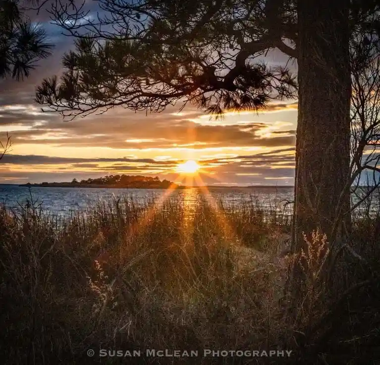 A serene sunset photograph shows the sun setting over a body of water, framed by the silhouette of a pine tree and…