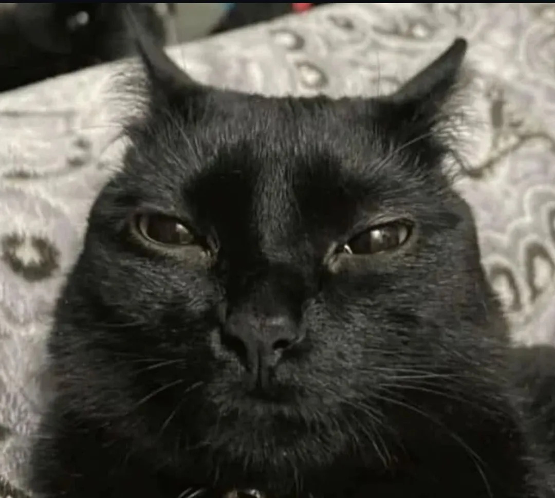 A close-up black-and-white photo of a black cat with a very unimpressed, deadpan expression, staring directly at the camera…