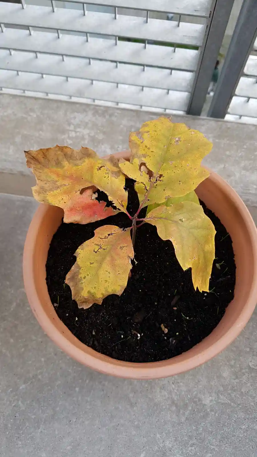A small potted plant with several leaves showing autumn colors and damage, sitting on a concrete surface. The leaves are…