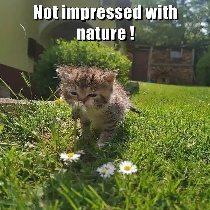 A small, fluffy tabby kitten with a skeptical expression stands in a grassy yard, sniffing a dandelion while surrounded by…