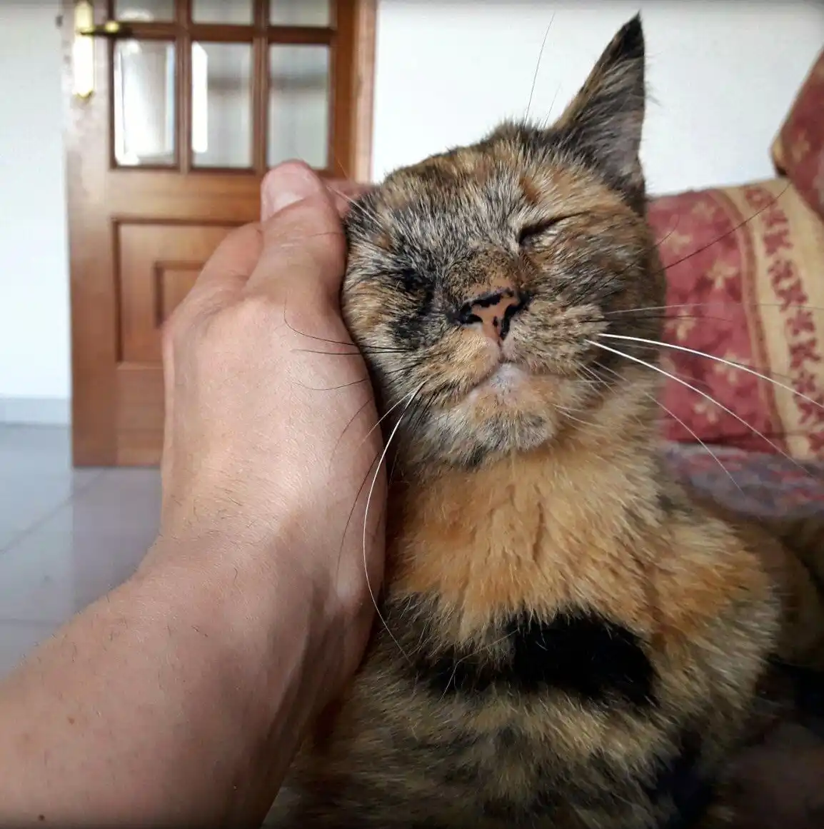 A close-up photo shows a tortoiseshell cat with its eyes blissfully closed and head tilted back, clearly enjoying a human…