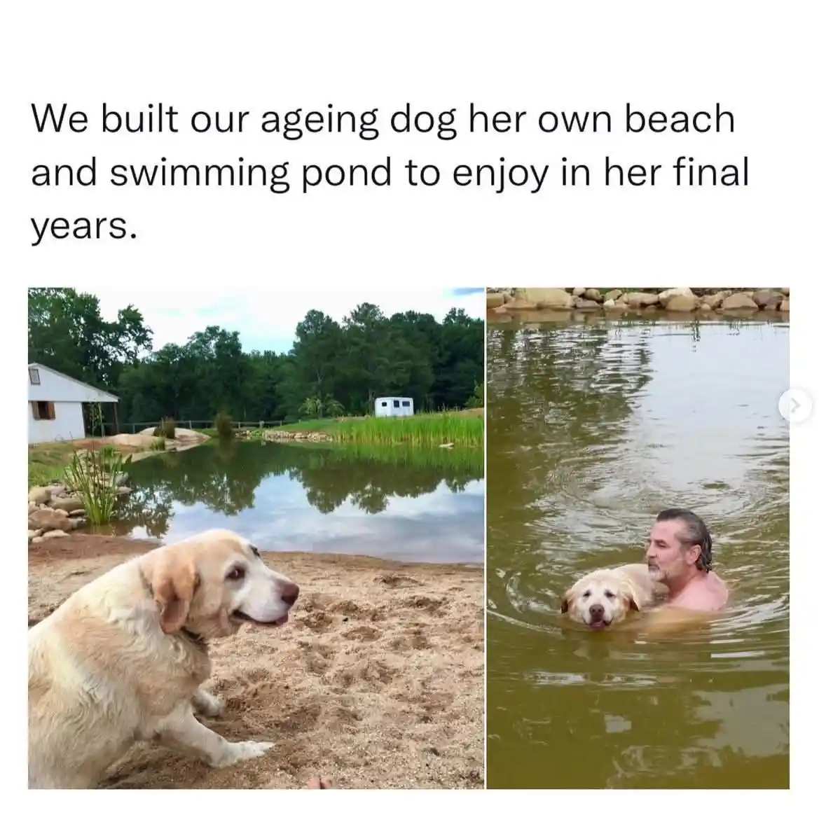 The image is split into two panels. The left shows a light-colored Labrador Retriever sitting on a sandy beach next to a…