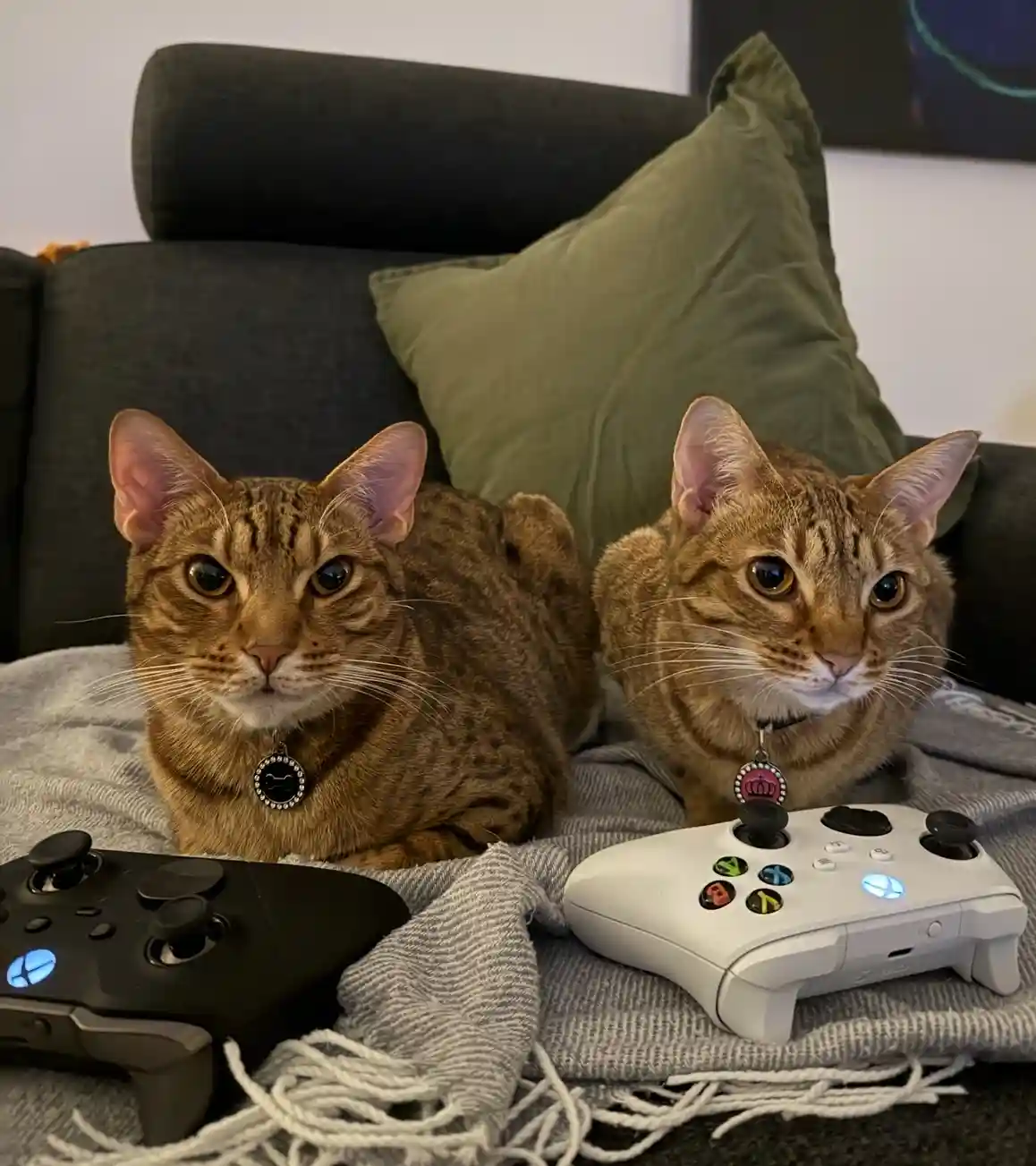 Two tabby cats sit side-by-side on a gray blanket on a dark couch, each wearing a collar with a tag. In front of them lie a…