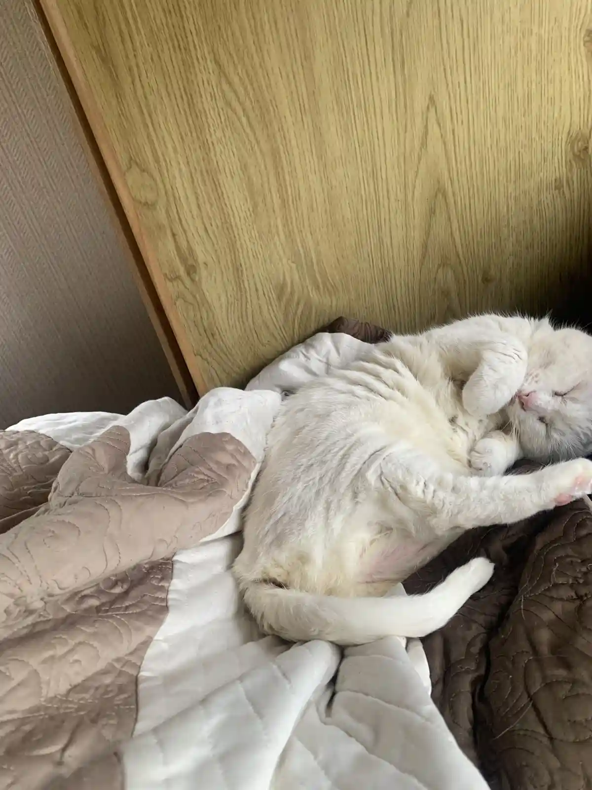 A fluffy white cat is sleeping soundly on its back on a quilted bedspread, with its paws curled up near its face and eyes…