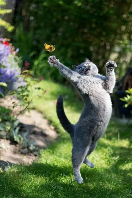 A gray cat is standing on its hind legs in a grassy garden, arms outstretched with paws open, attempting to catch a small…