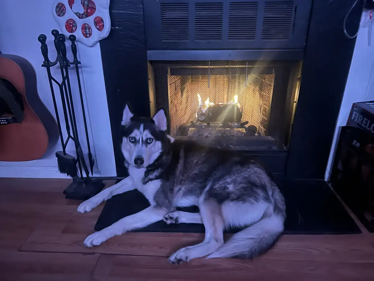 A husky dog with striking blue eyes is lying on a black mat in front of a lit fireplace, looking directly at the camera. The…