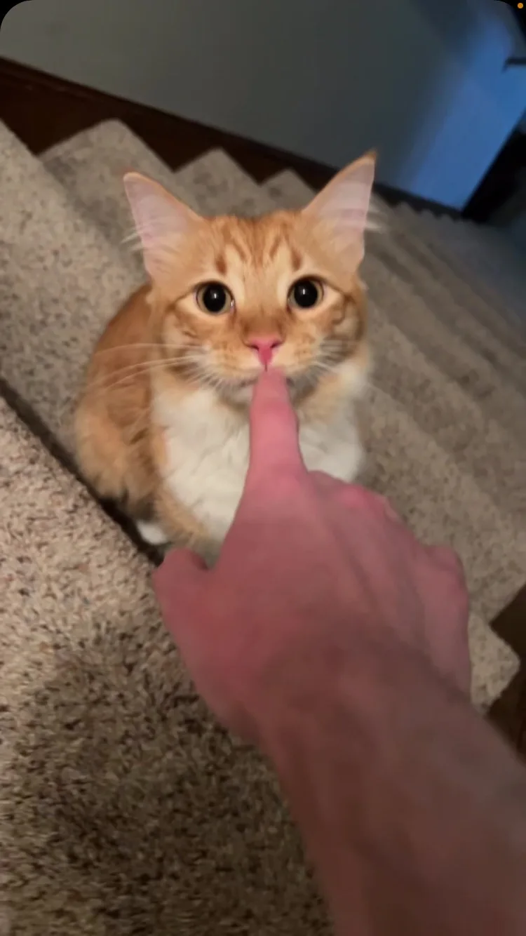 An orange tabby cat sits on carpeted stairs looking directly at the camera with wide, innocent eyes as a human finger is…