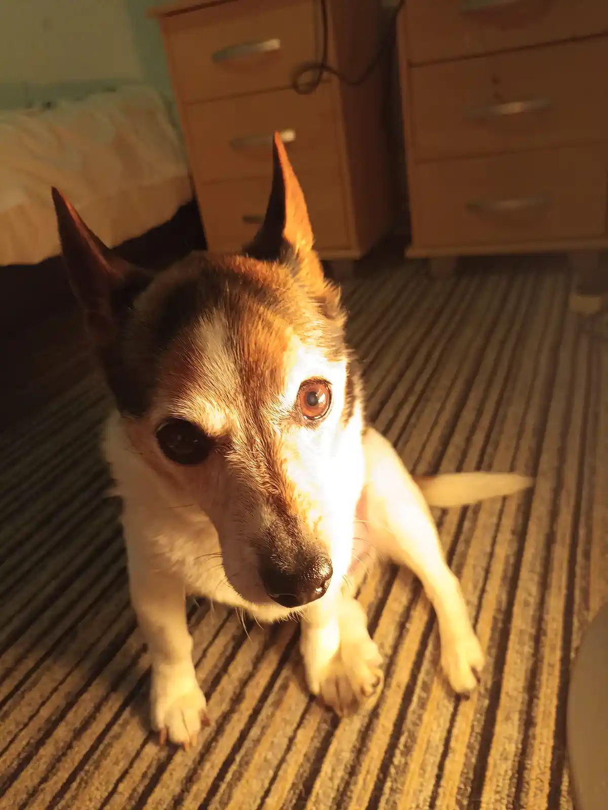 A small dog with one eye appearing red and the other normal sits on a striped carpet in a warmly lit room, looking up with…