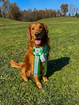 A golden retriever sits proudly on a grassy field under a clear blue sky, wearing a green and white ribbon that reads 'best…