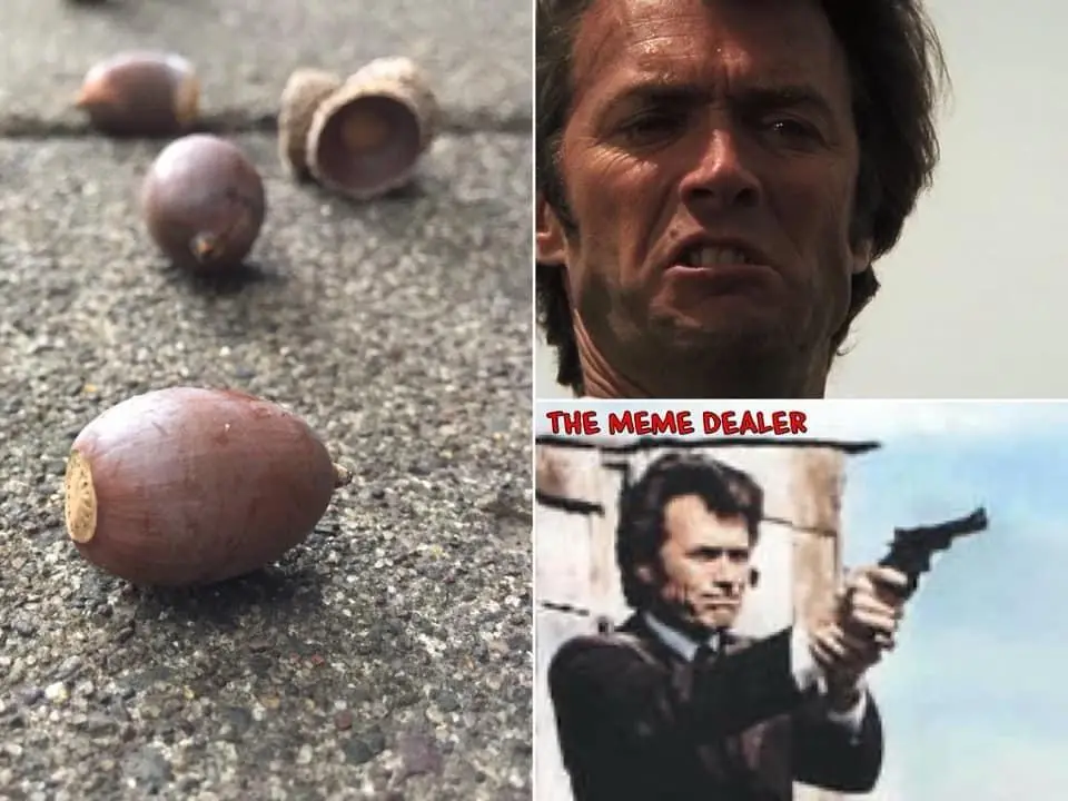 The image is split: left side shows several acorns on pavement, one with a visible sticker. Right side features two photos…