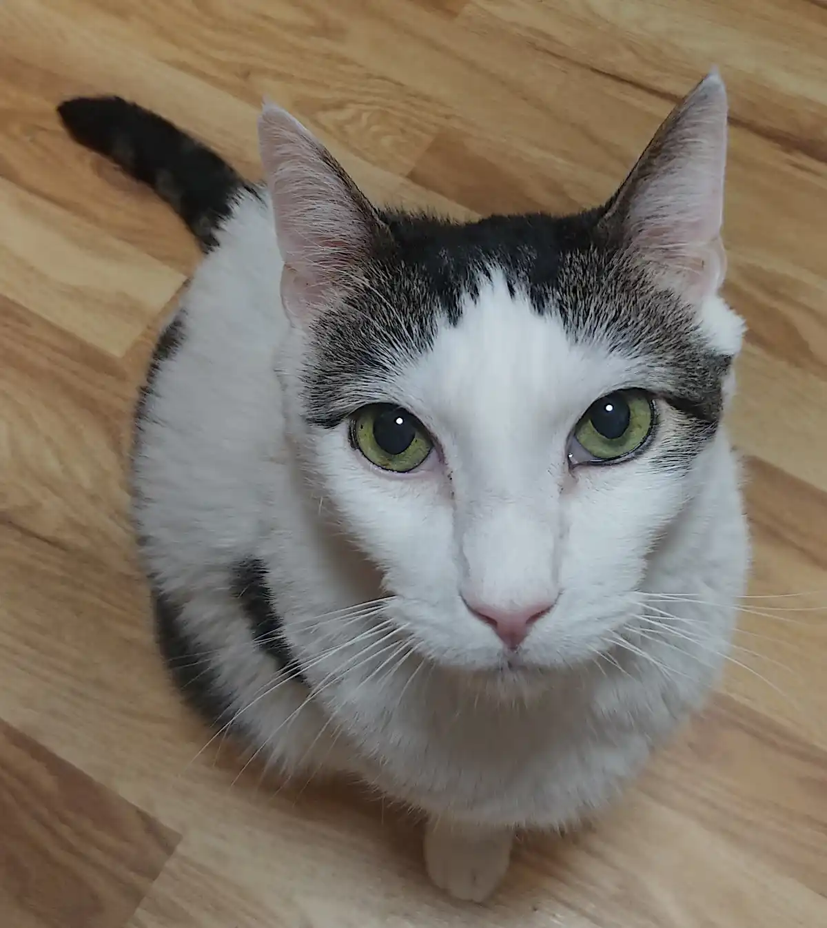 A close-up, top-down photo of a white and gray cat with green eyes looking directly at the camera, sitting on a light wood…