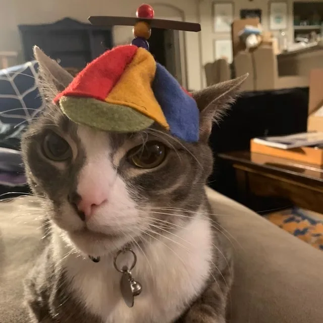 The Adorable Propeller Hat Cat: Ready for Takeoff!