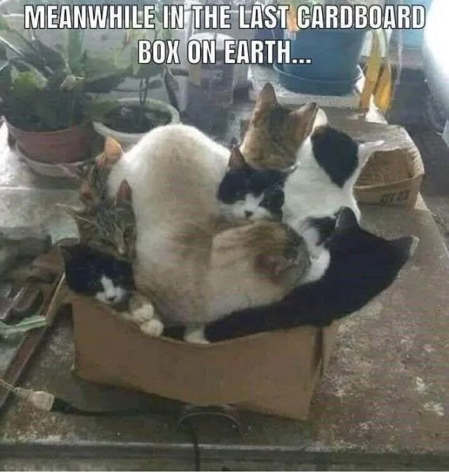 A large cardboard box is filled to overflowing with at least seven cats of various colors and patterns, all snuggled…