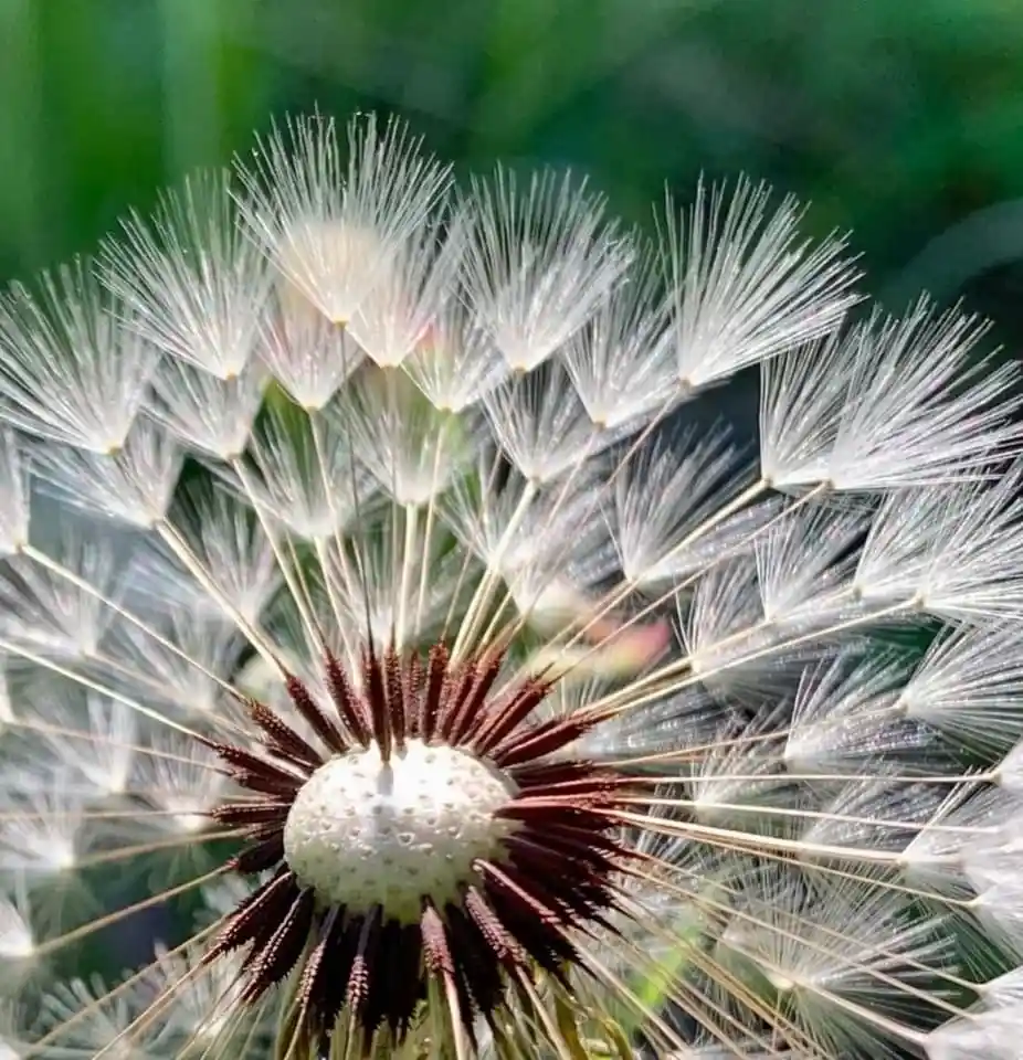 A close-up photograph of a dandelion seed head with its white, feathery parachutes radiating outward from a central brownish…