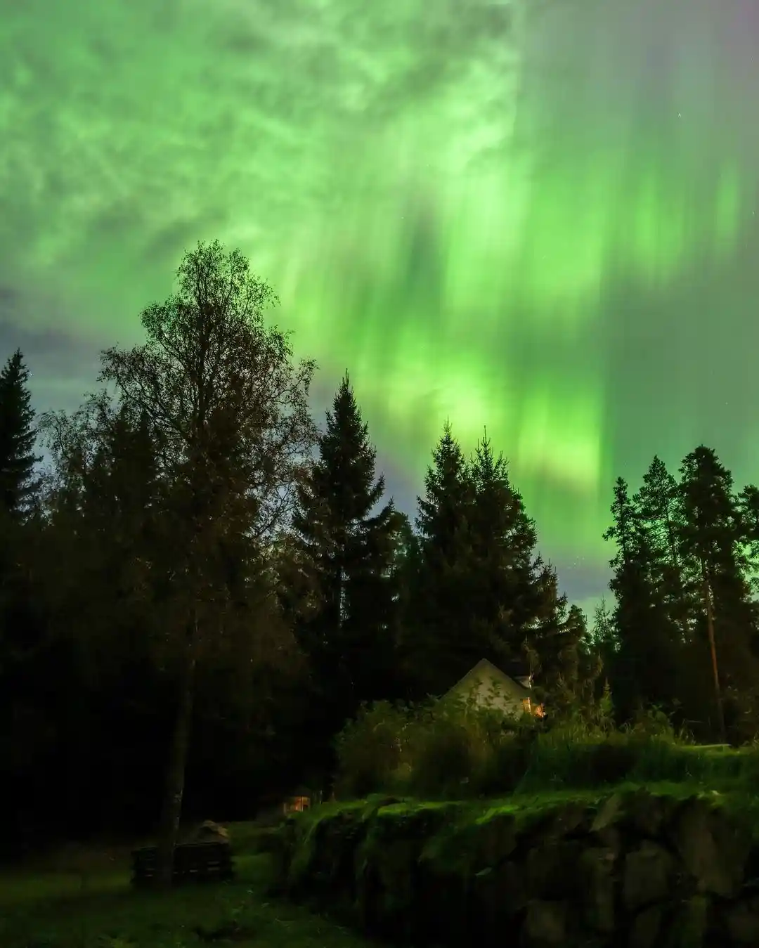A nighttime photograph shows a vibrant green aurora borealis dancing across a cloudy sky above a dark forest of tall pine…