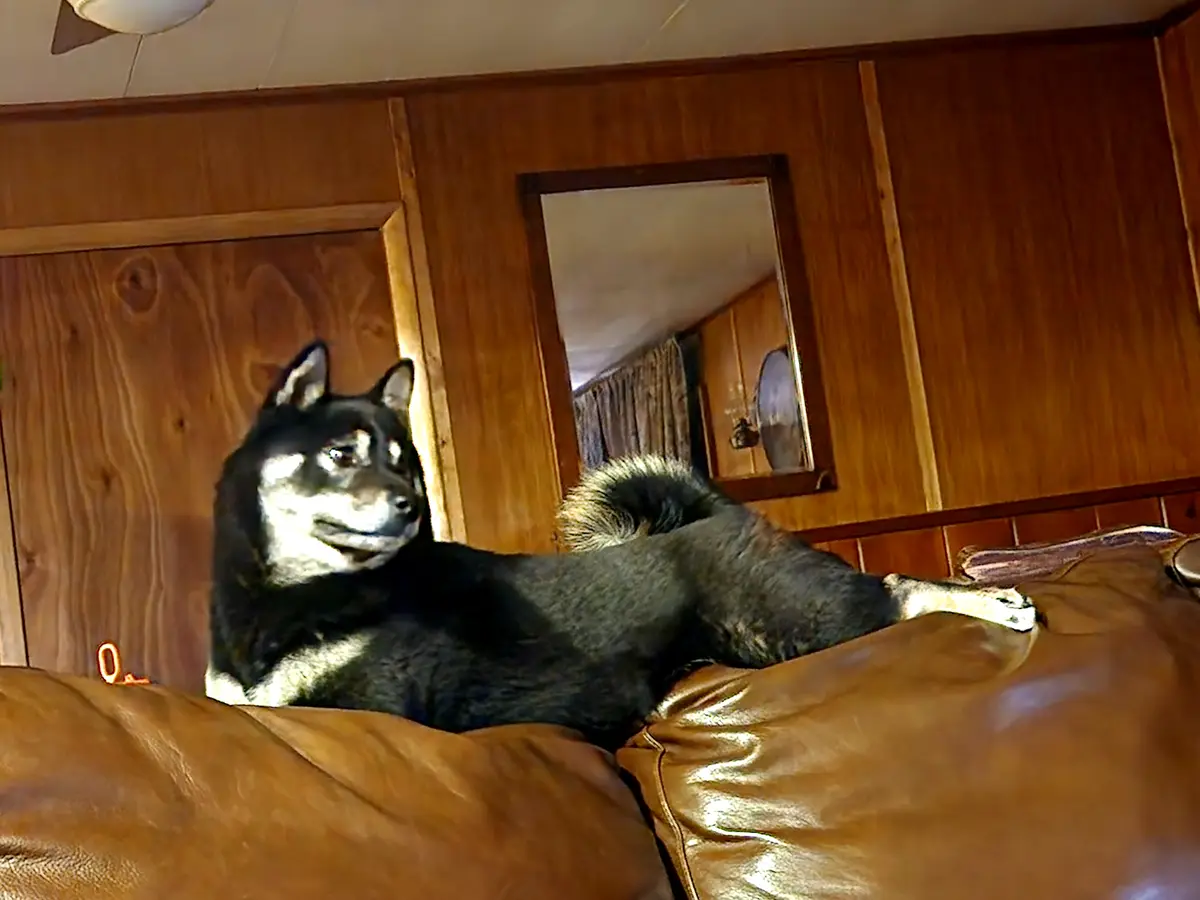 A black and white dog with pointed ears and a fluffy tail lounges comfortably on a brown leather couch, looking relaxed and…