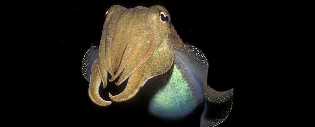 We embrace our new Cuttlefish overlords with open arms!