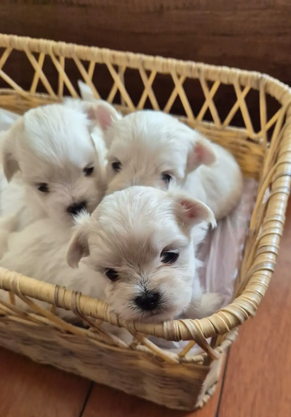 Three tiny white puppies with fluffy fur and big dark eyes are nestled together in a light brown wicker basket lined with…