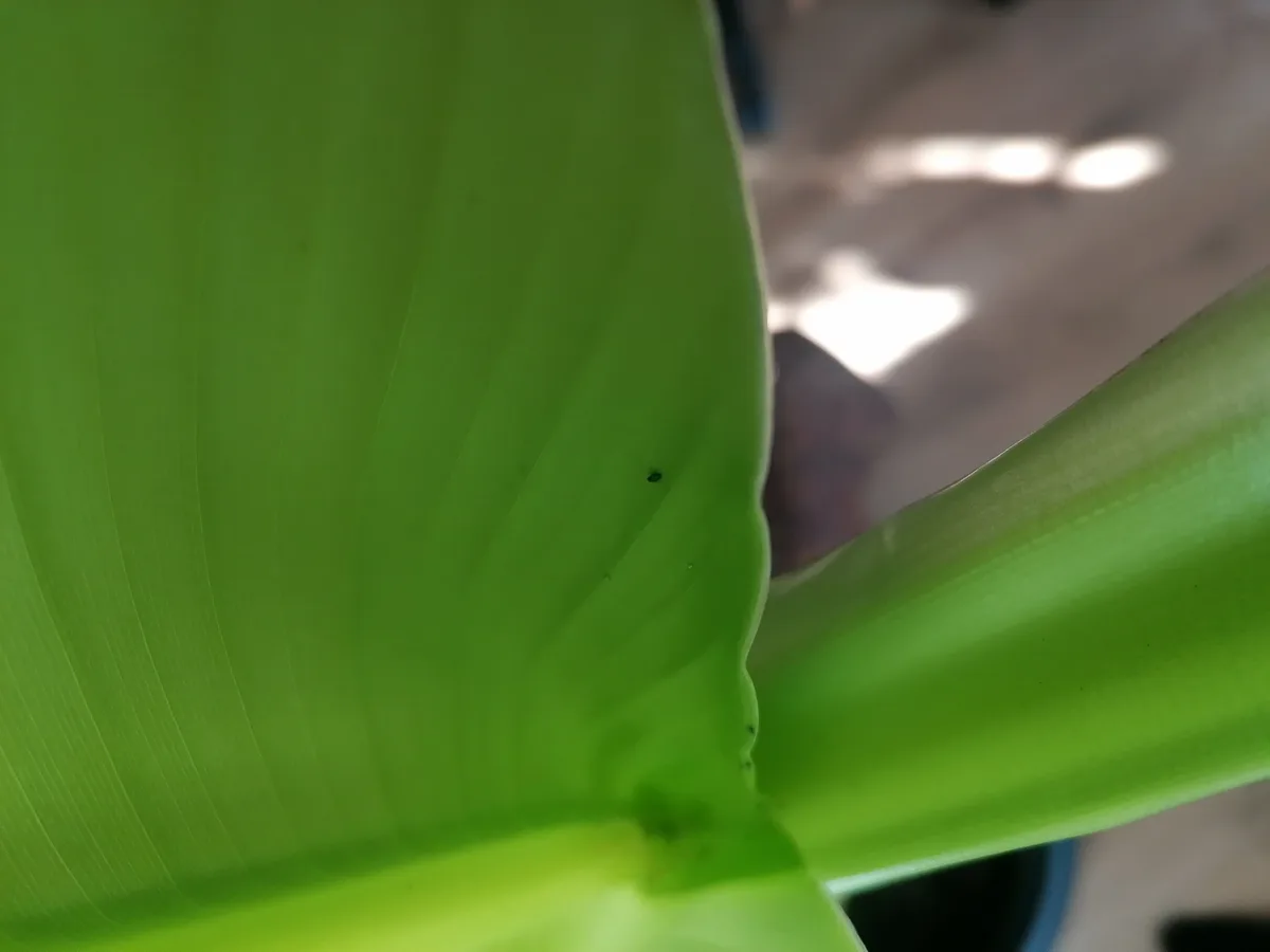 Banana Shenanigans: A Hilarious Twist!