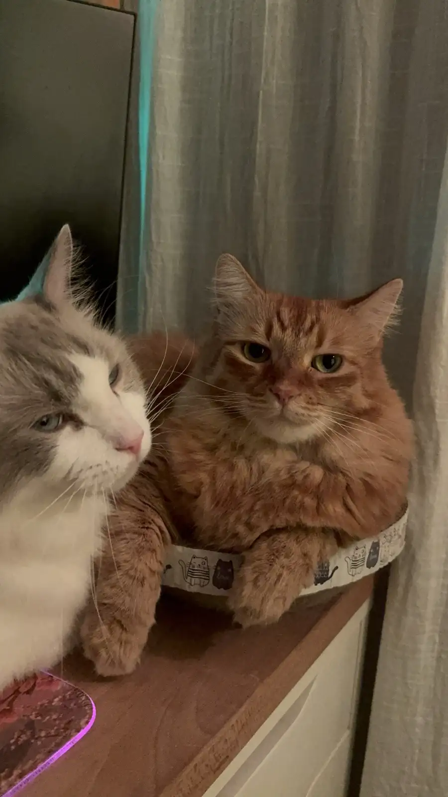 Two cats sit on a wooden surface near curtains; one fluffy grey-and-white cat looks away while the other orange tabby cat…