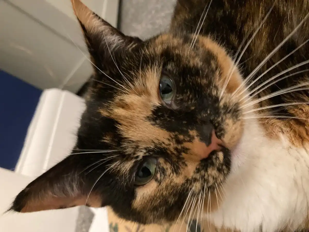 A close-up photo of a calico cat with green eyes looking directly at the camera, its face partially obscured by long white…