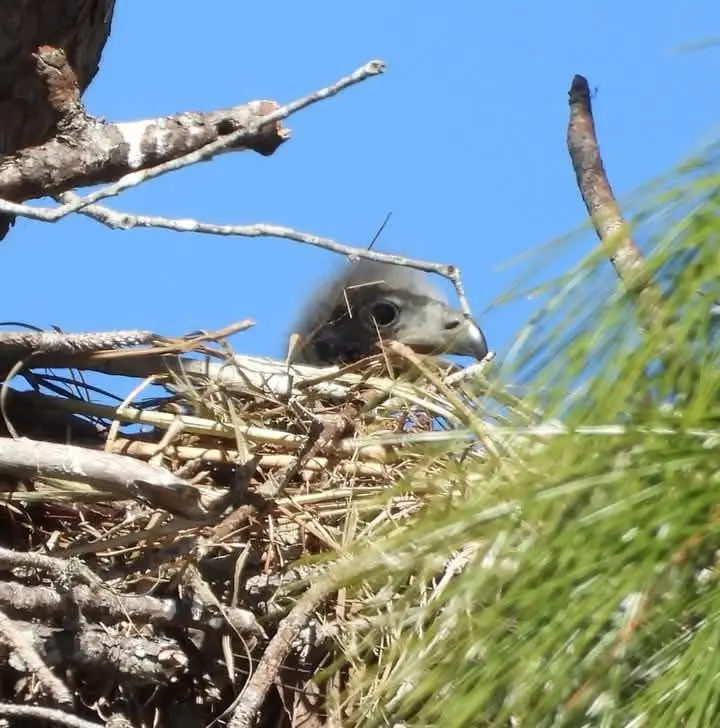 A young bird with dark feathers and a sharp beak peeks out from a large, twiggy nest built in a tree. The nest is surrounded…