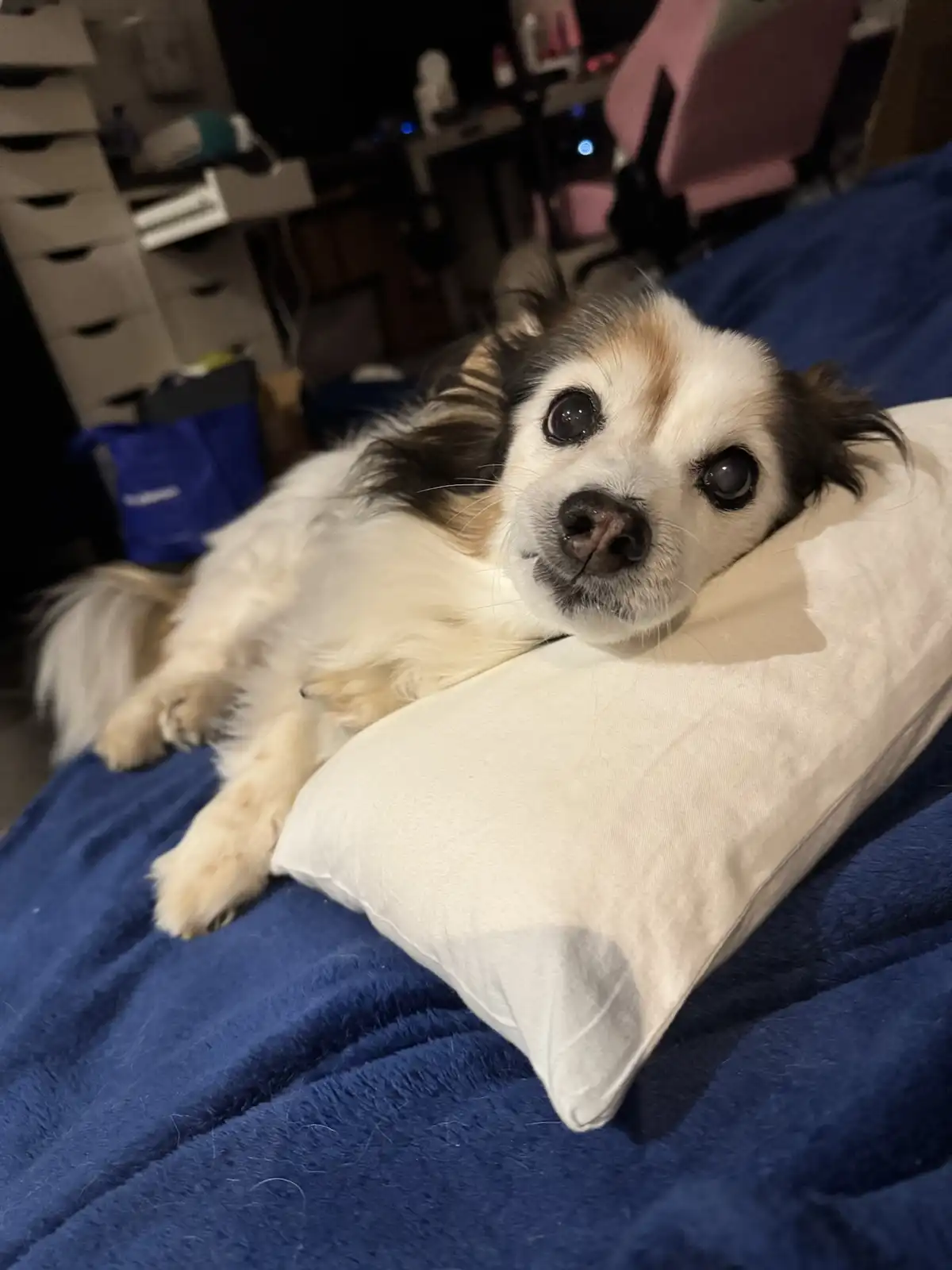 A small, fluffy dog with white, black, and tan fur lies on a blue blanket, resting its head on a white pillow. Its large…