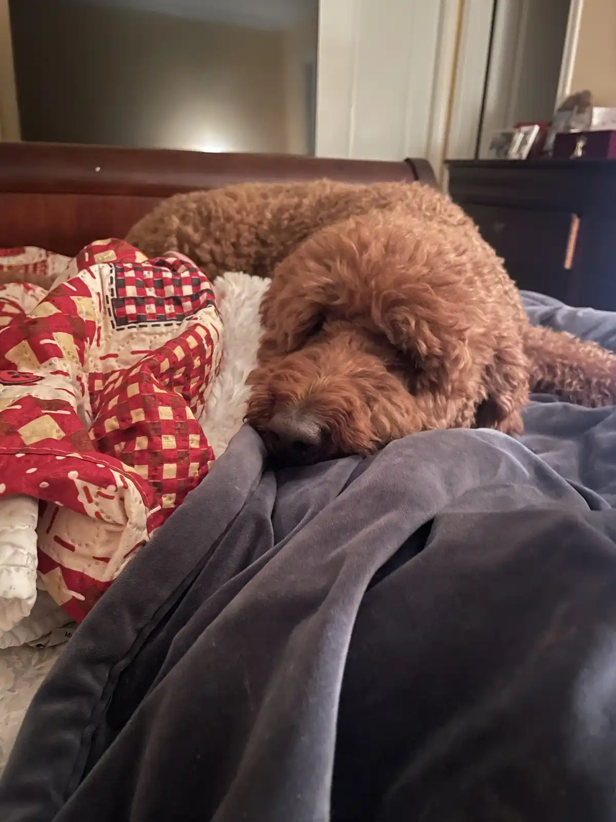 A brown, curly-haired dog is curled up and sleeping soundly on a bed, its head resting on a dark grey blanket. Behind it is…