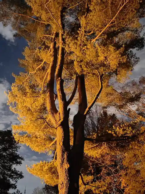 A low-angle photograph captures a large pine tree bathed in golden sunset light, its branches and needles glowing warmly…