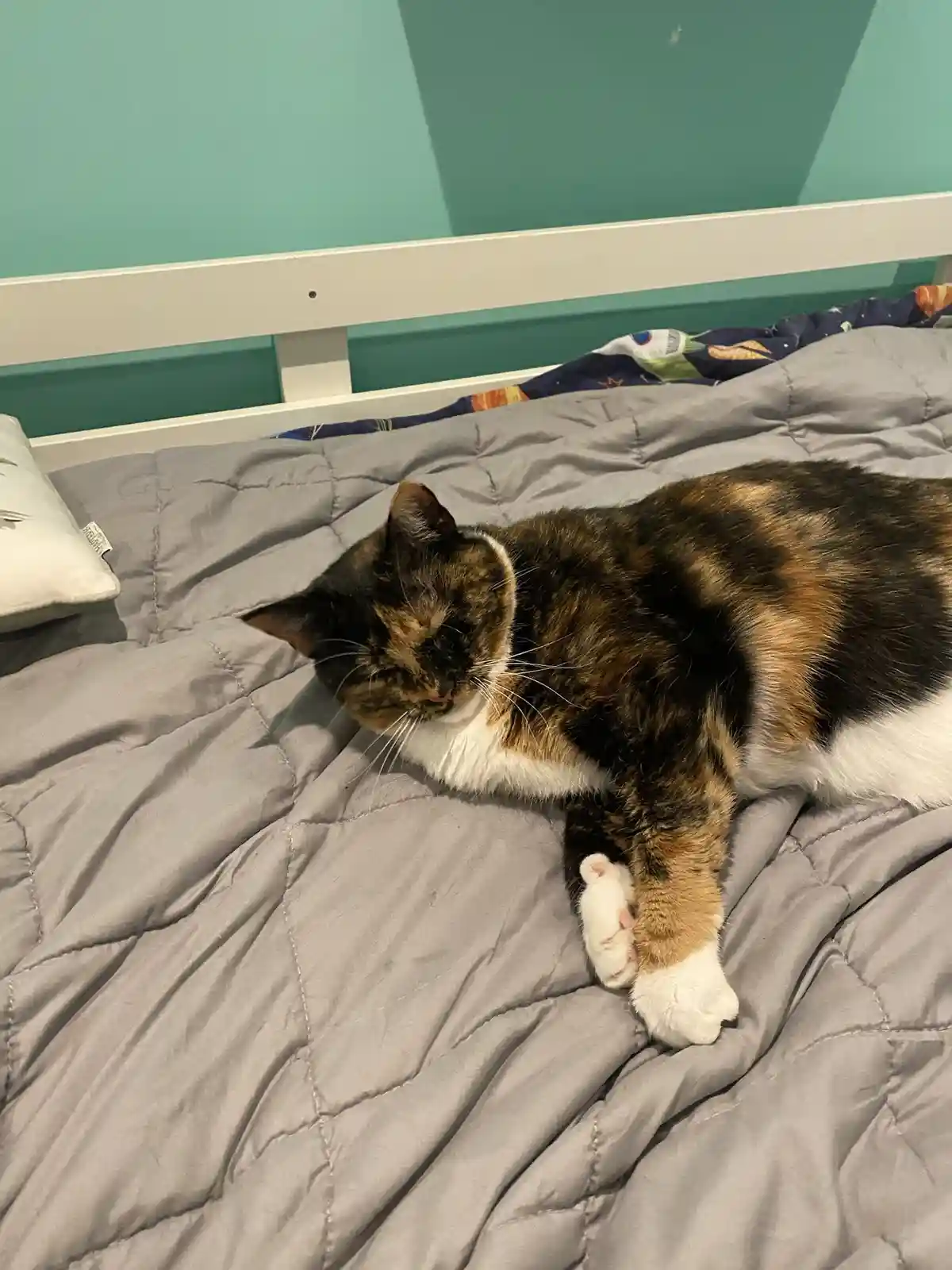A calico cat with black, orange, and white fur is lying on a gray quilted bed, appearing to be sleeping or resting with its…