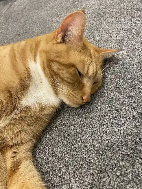 Biscuit's Daily Dose of Cuteness