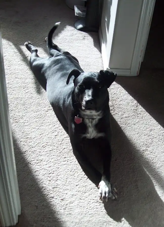 a black dog with white markings lies stretched out on a carpeted floor in a patch of sunlight, looking directly at the…